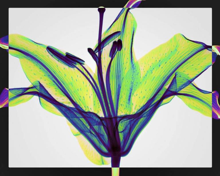 Stargazer - Hugh Turvey