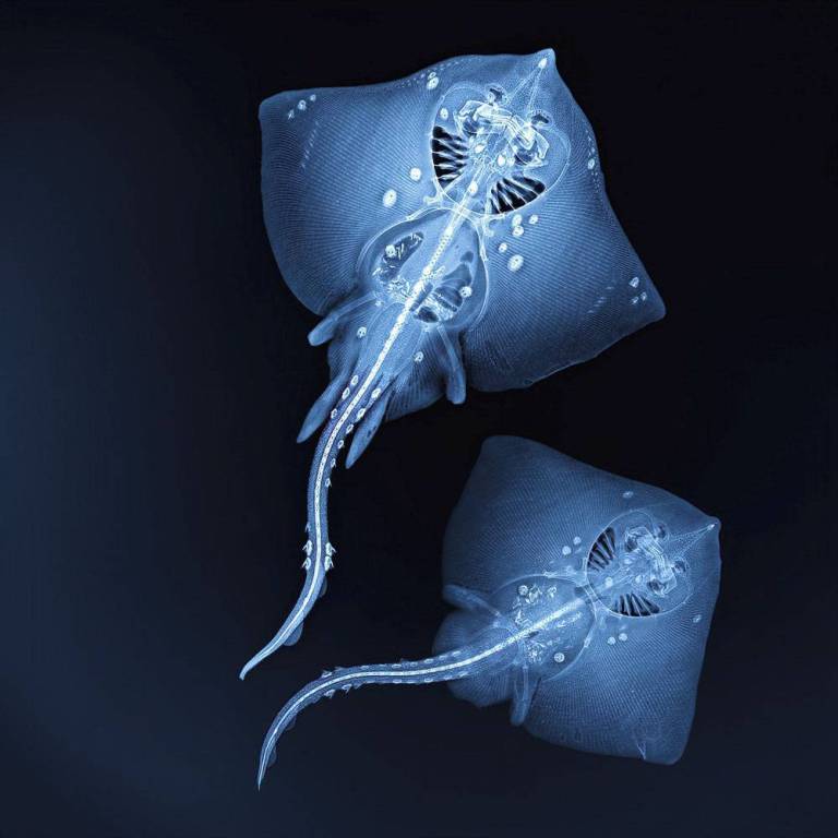 Thornback Rays ♀♂ - Hugh Turvey