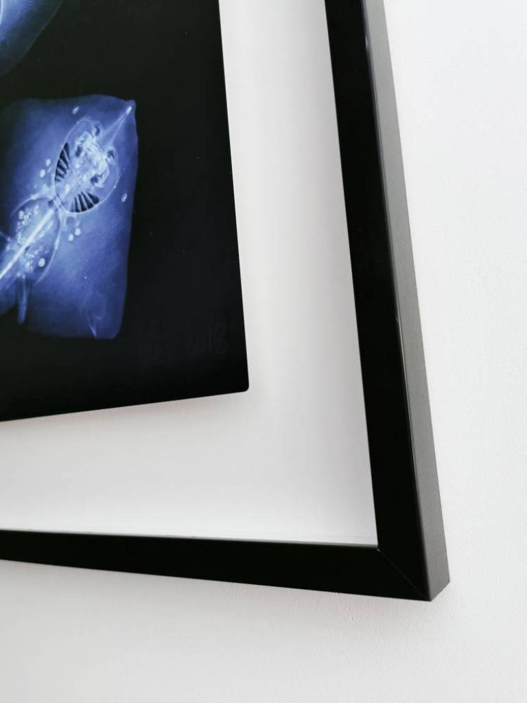 Thornback Rays ♀♂ - Hugh Turvey