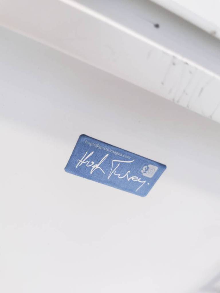 Hyacinth on Black - Hugh Turvey