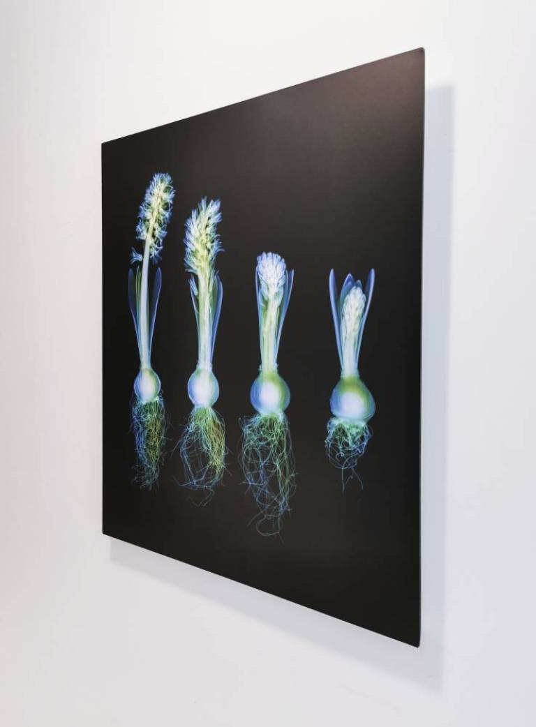 Hyacinth on Black - Hugh Turvey
