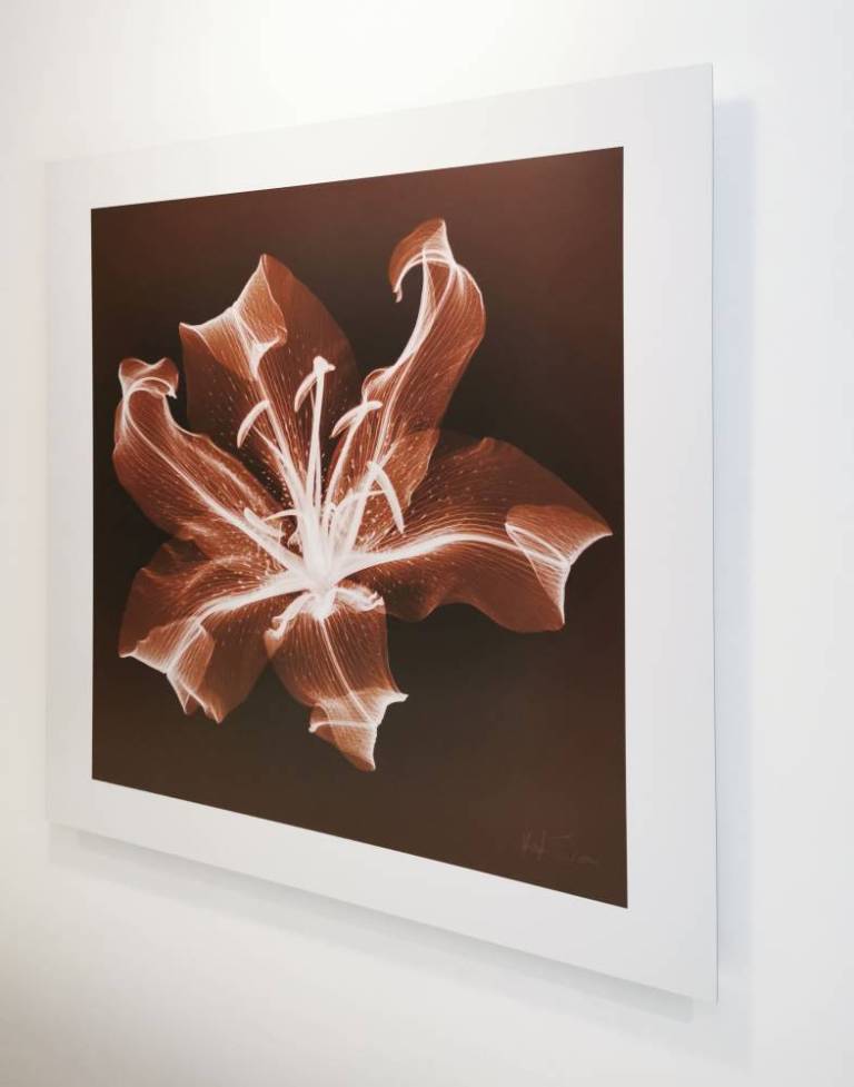 Laynes Lily - Hugh Turvey