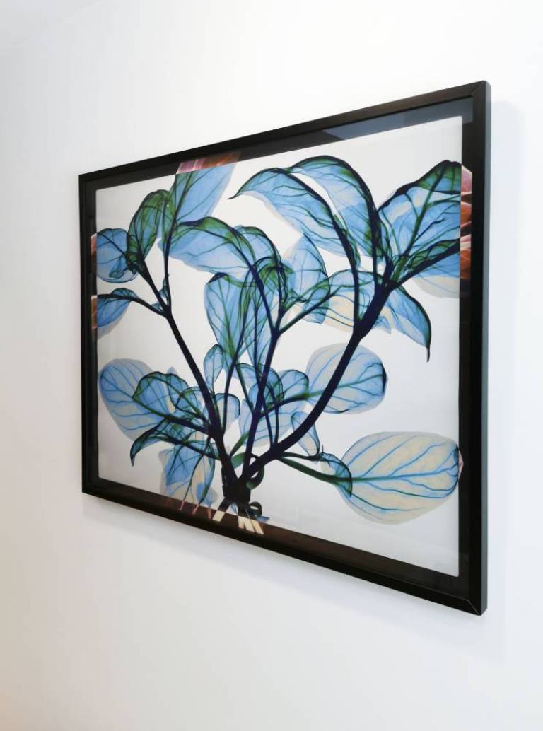 Tied Basil - Hugh Turvey