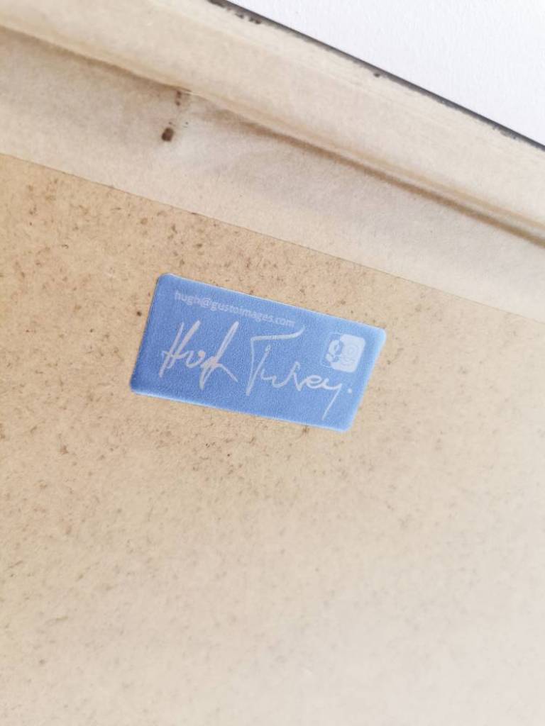 Tied Basil - Hugh Turvey