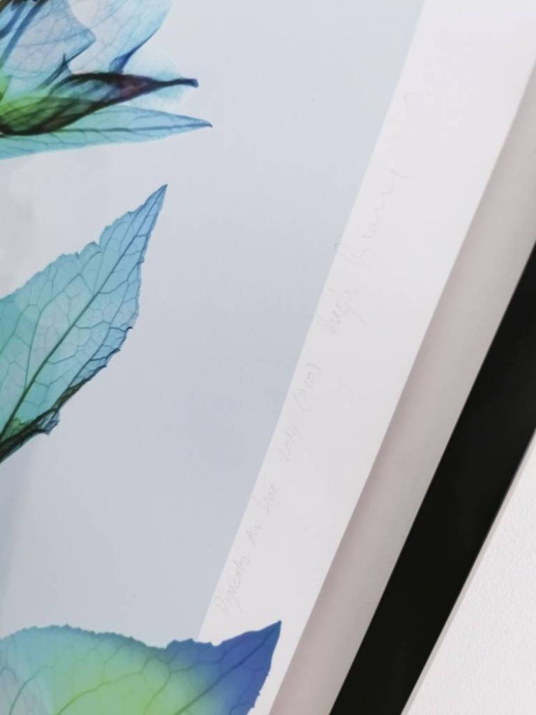 Digitalis On Blue - Hugh Turvey