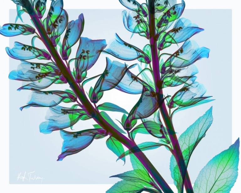 Digitalis On Blue - Hugh Turvey