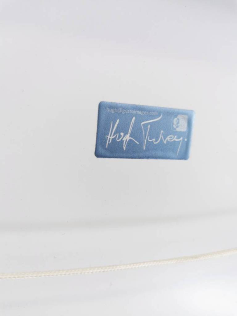 Digitalis - Hugh Turvey