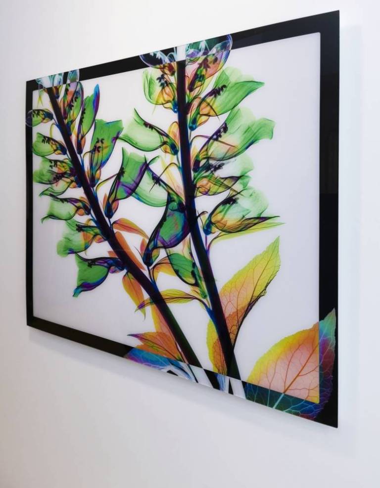 Digitalis - Hugh Turvey