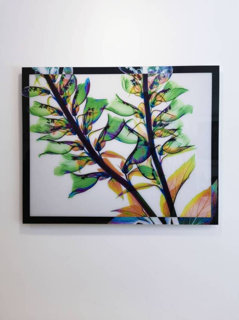 Digitalis - Hugh Turvey