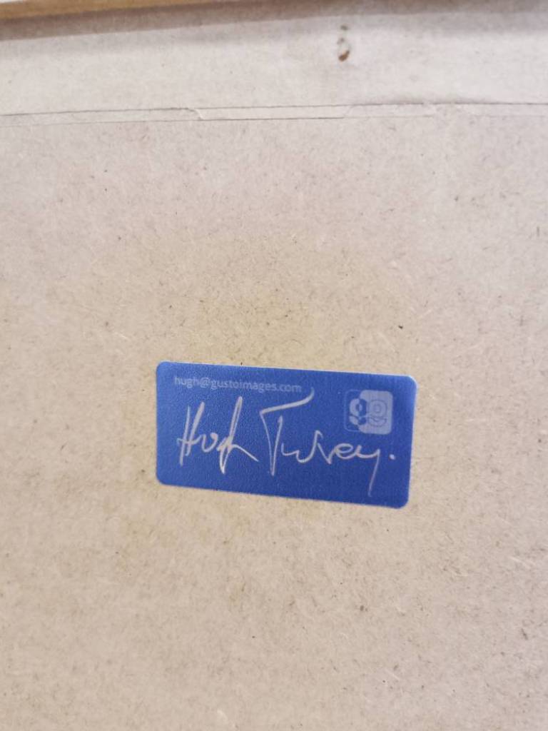 Polychromatic Fiori_Rose III, #4/10 - Hugh Turvey