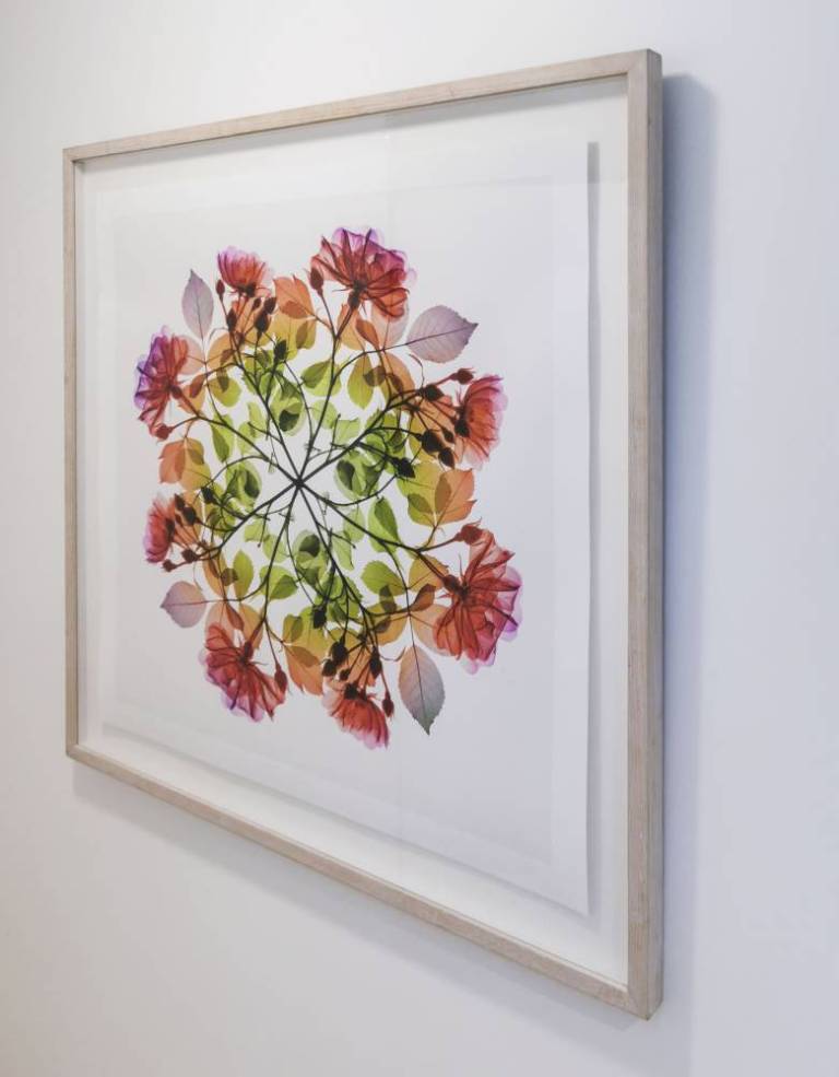 Polychromatic Fiori_Rose III, #4/10 - Hugh Turvey