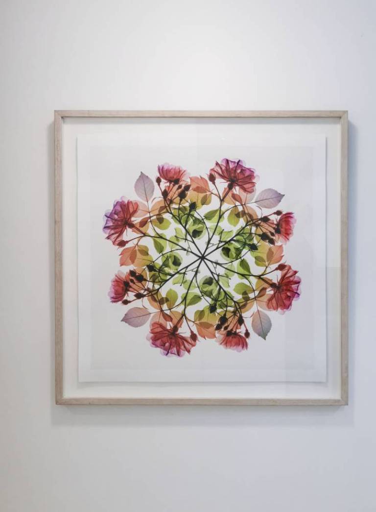 Polychromatic Fiori_Rose III, #4/10 - Hugh Turvey