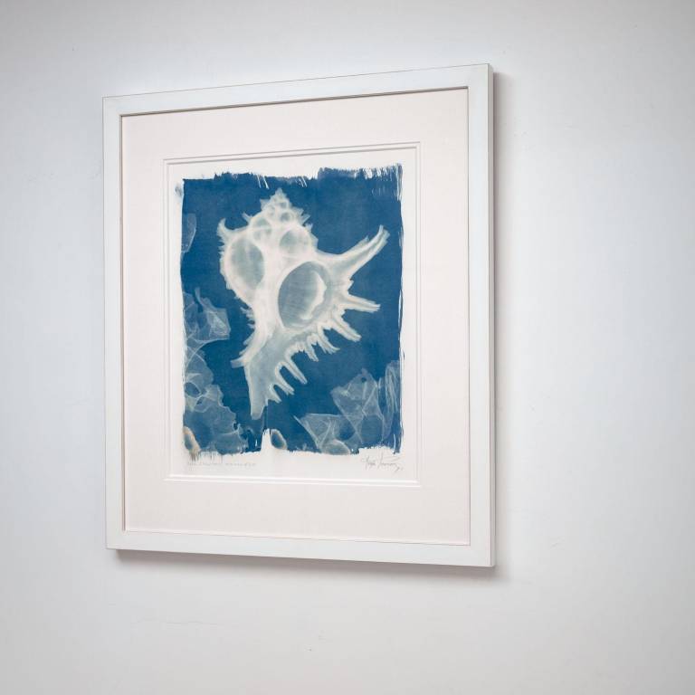Chicoreus ramosus, X-ray Cyanotype - Hugh Turvey