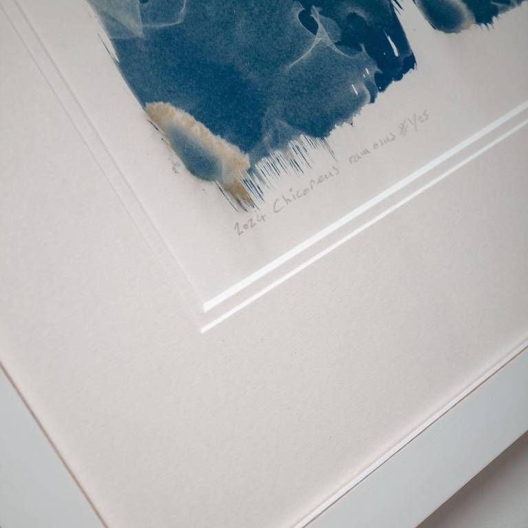 Chicoreus ramosus, X-ray Cyanotype - Hugh Turvey