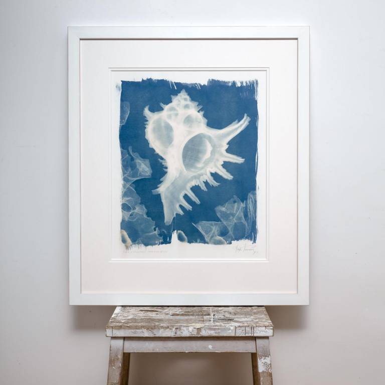 Chicoreus ramosus, X-ray Cyanotype - Hugh Turvey