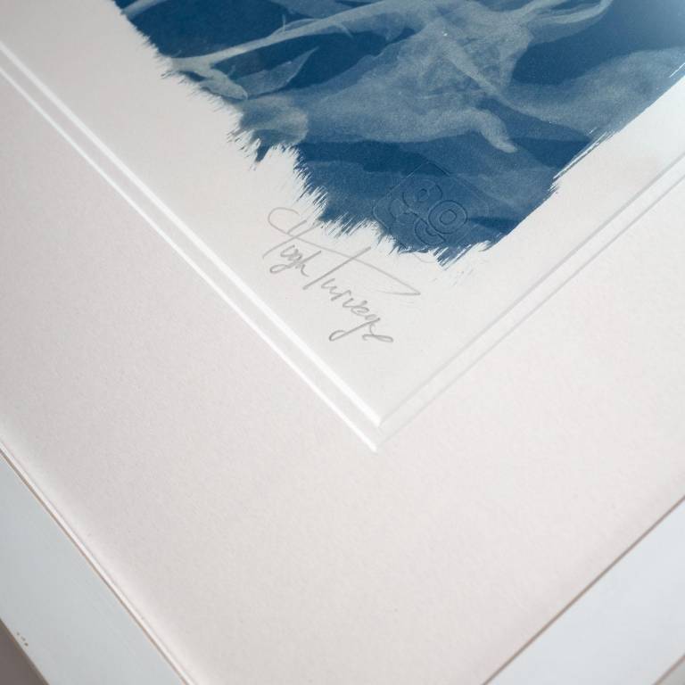 Nautilus macromphalus, x-ray cyanotype - Hugh Turvey