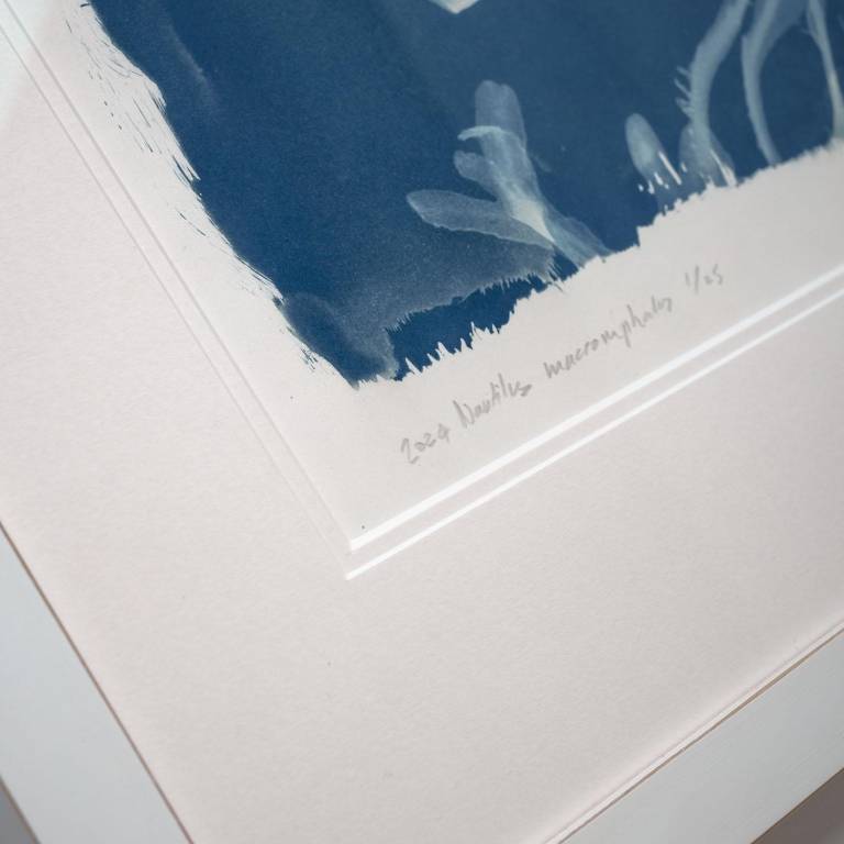 Nautilus macromphalus, x-ray cyanotype - Hugh Turvey