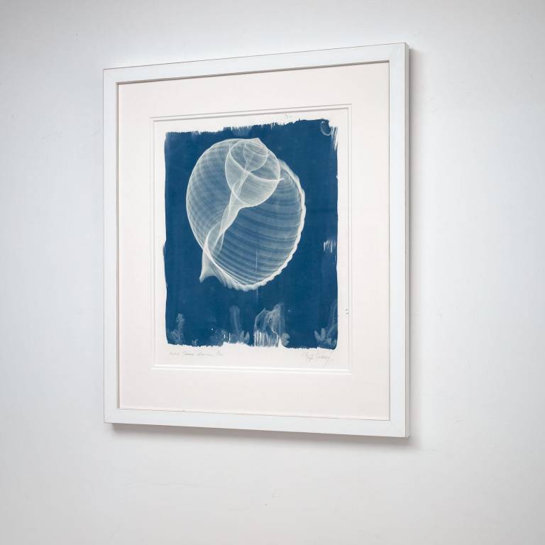 Tonna olearium (galea), x-ray cyanotype - Hugh Turvey