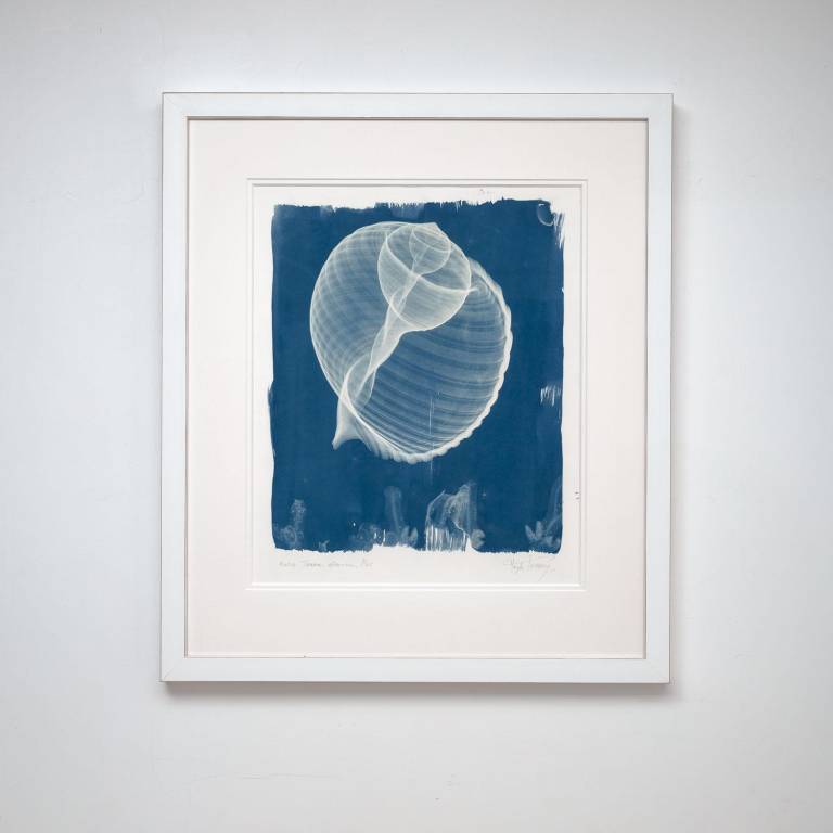Tonna olearium (galea), x-ray cyanotype - Hugh Turvey