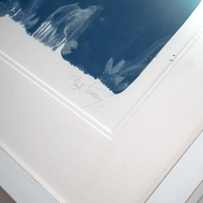 Tonna olearium (galea), x-ray cyanotype - Hugh Turvey