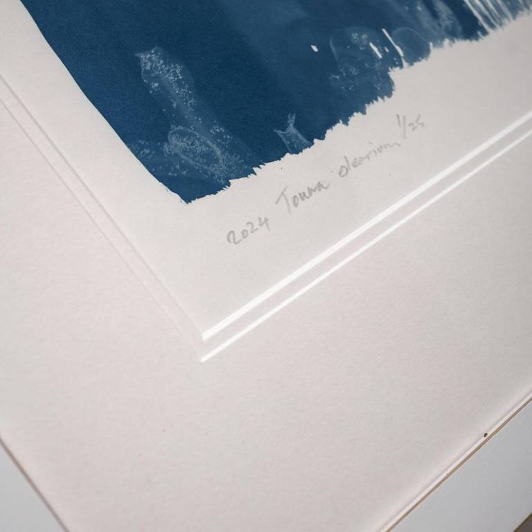 Tonna olearium (galea), x-ray cyanotype - Hugh Turvey