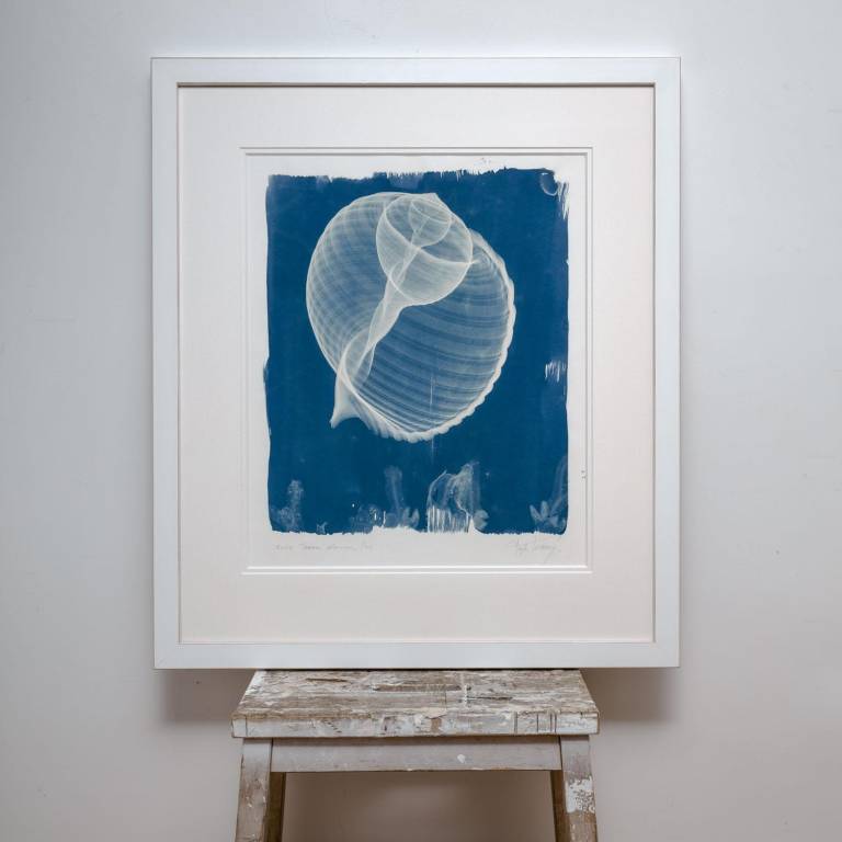 Tonna olearium (galea), x-ray cyanotype - Hugh Turvey