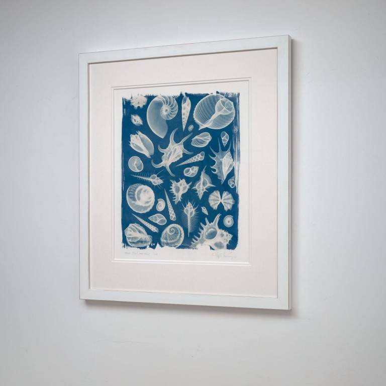 Shell Montage - Hugh Turvey