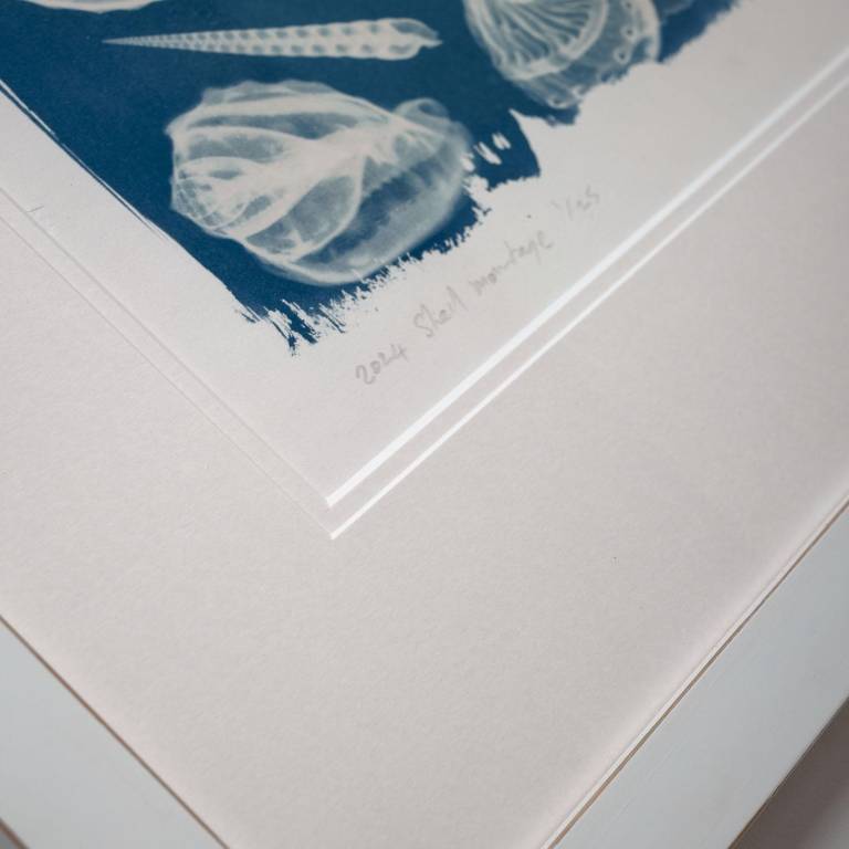 Shell Montage - Hugh Turvey