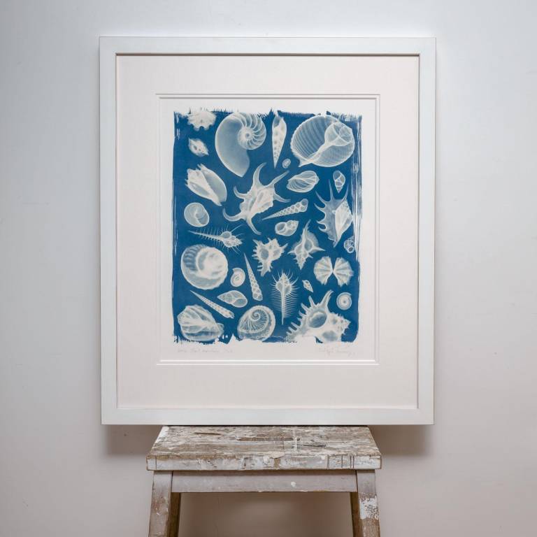 Shell Montage - Hugh Turvey