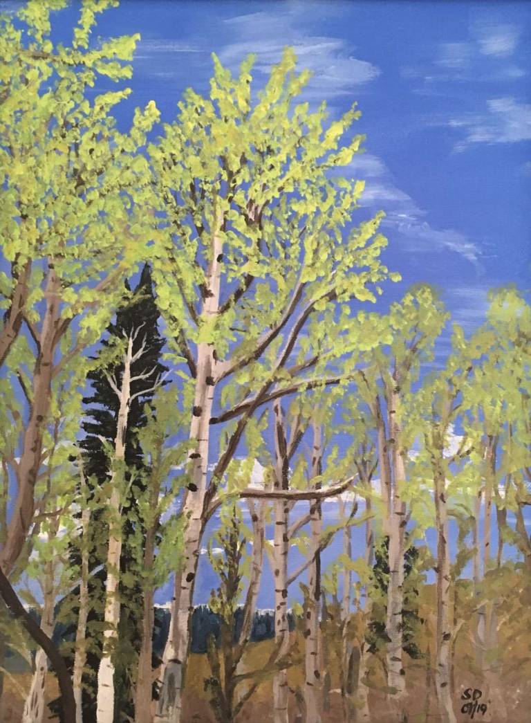 Aspens in Utah - Sue L Davis