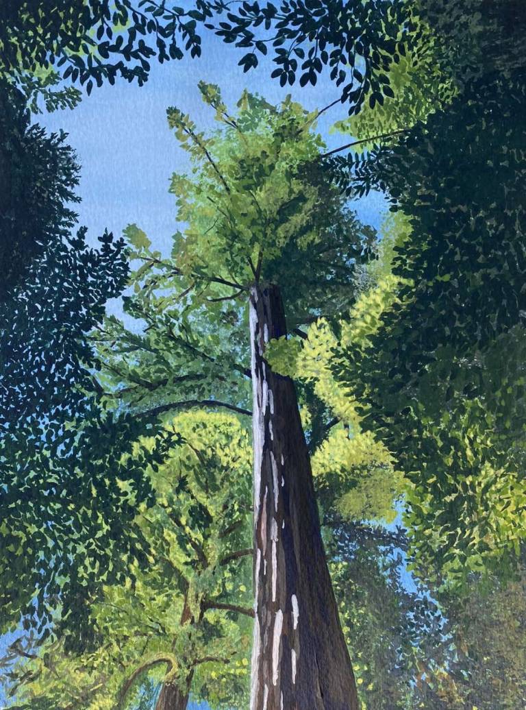 Redwood - Sue L Davis