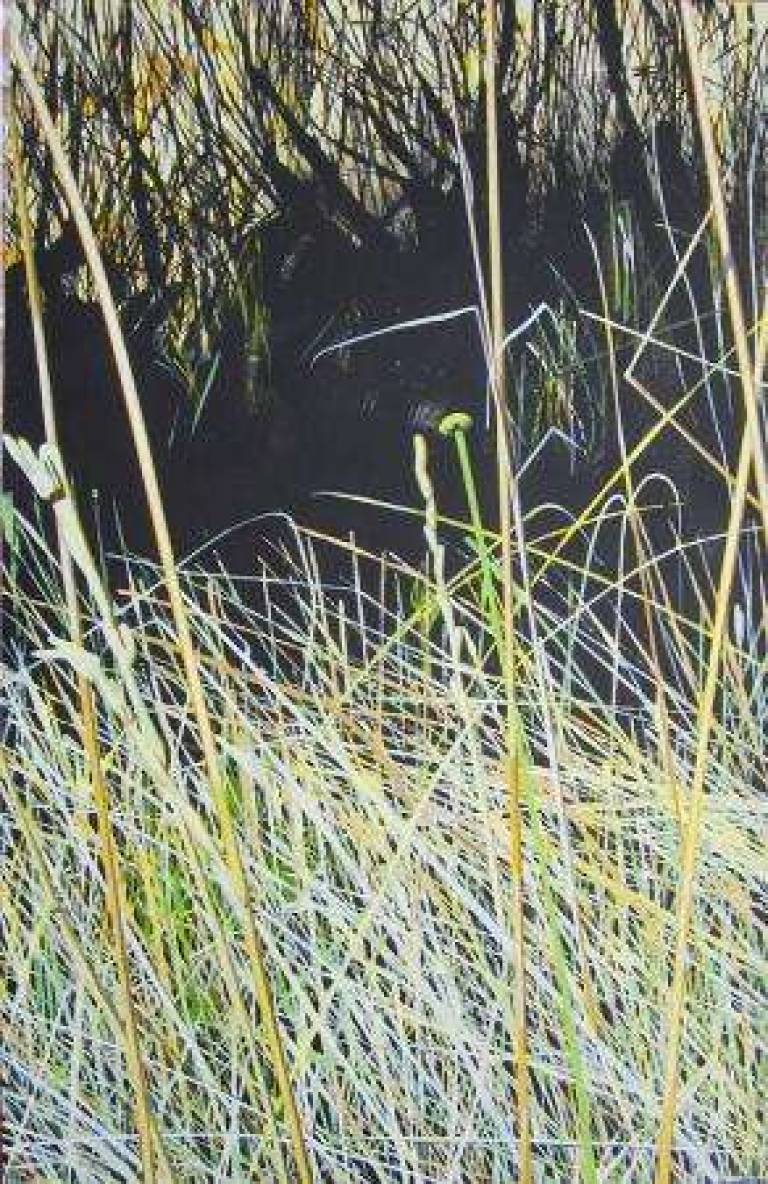 10: Early summer, dry grasses  -  10: Au début de lété, l'herbe sèche - Alan Humphries