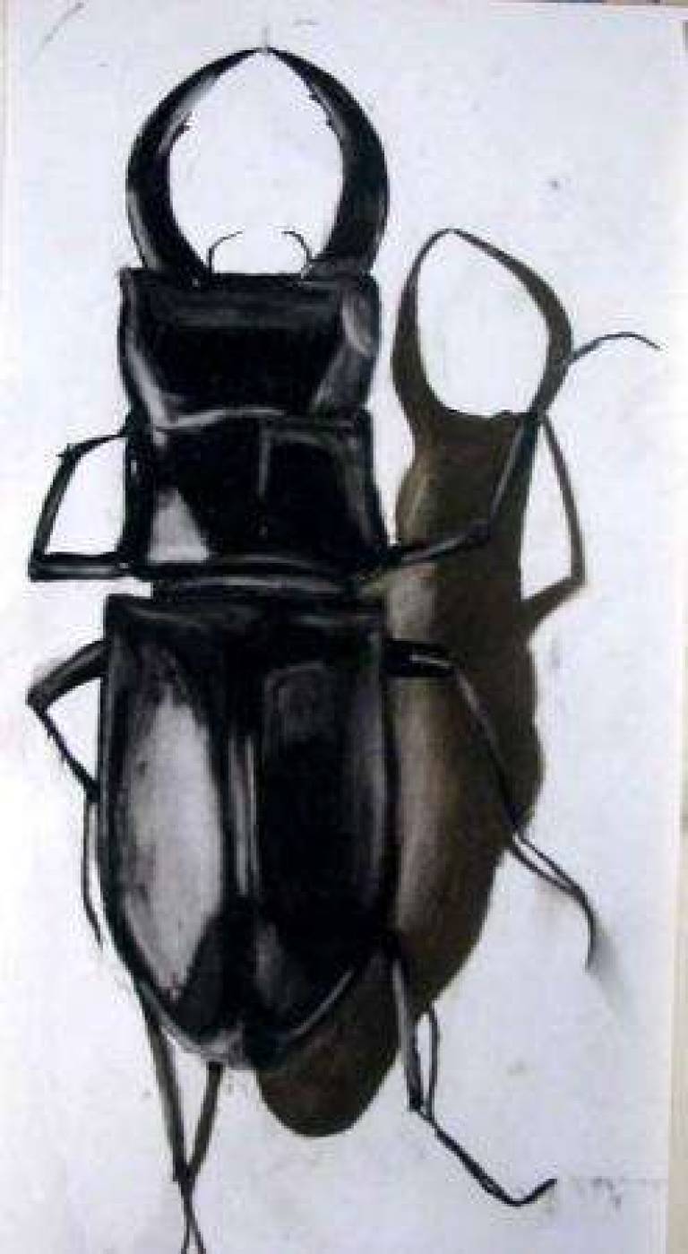 Stag Beetle 2 - Alan Humphries