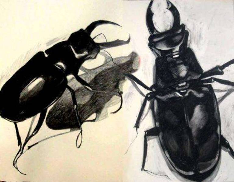 Stagbeetles 4 - Alan Humphries