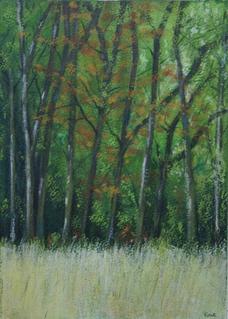 Yarner Birches - Bonney Rosemary