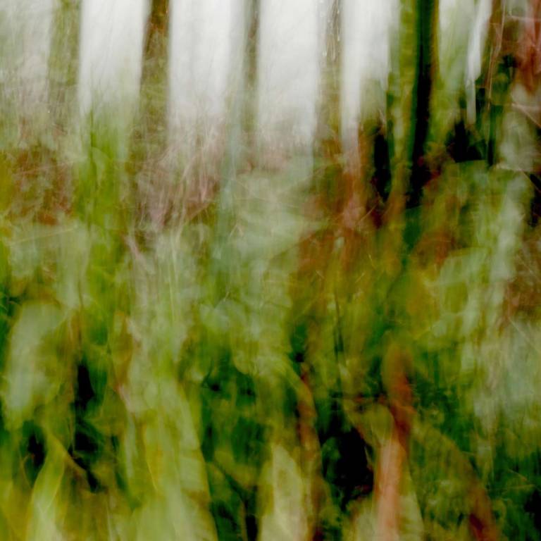 Wild in the Woods - Bonney Rosemary