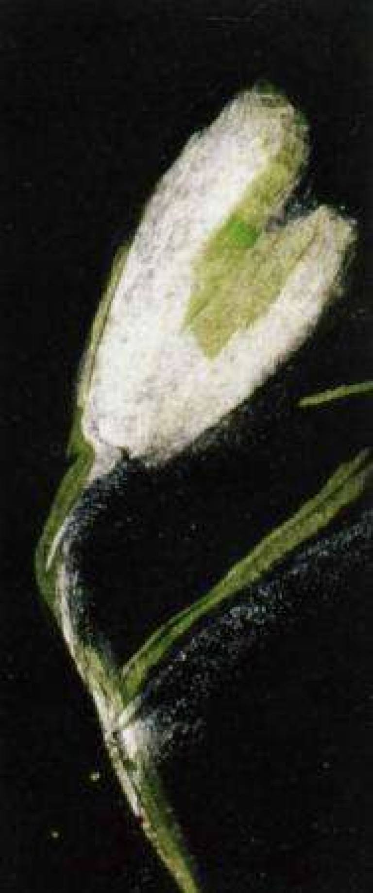 Magnolia bud - Janet Patterson