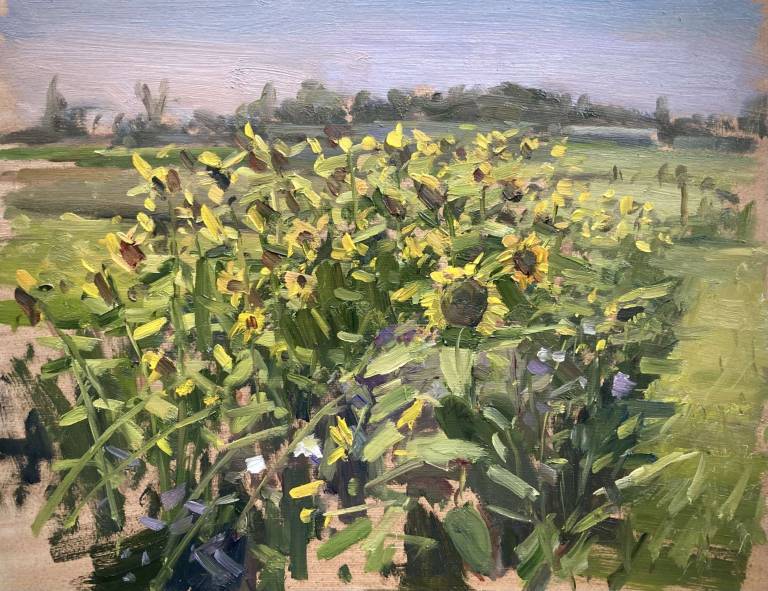 Sunflowers, Brookland - Rod Major