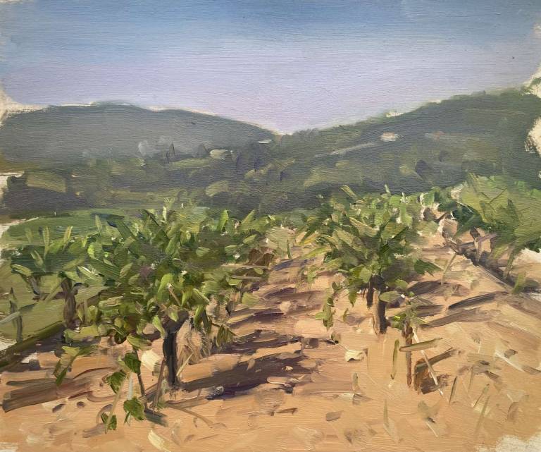 Suzette, Provence - Vines - Rod Major