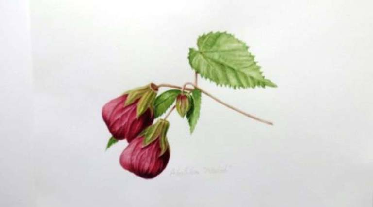 Abutilon "Nabob" - Totnes Art Society