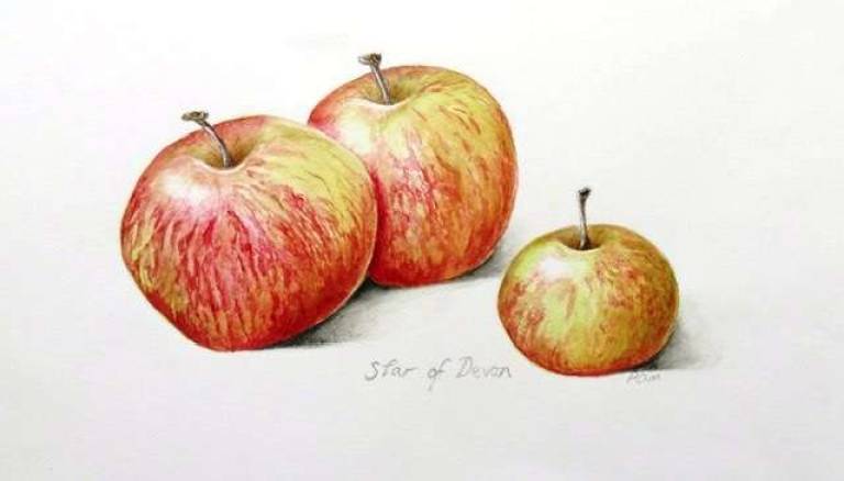 Apples - Totnes Art Society