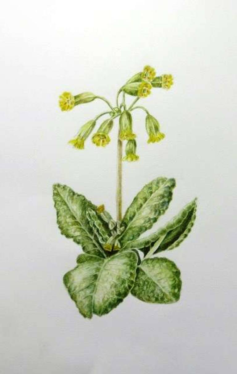 Cowslip - Totnes Art Society