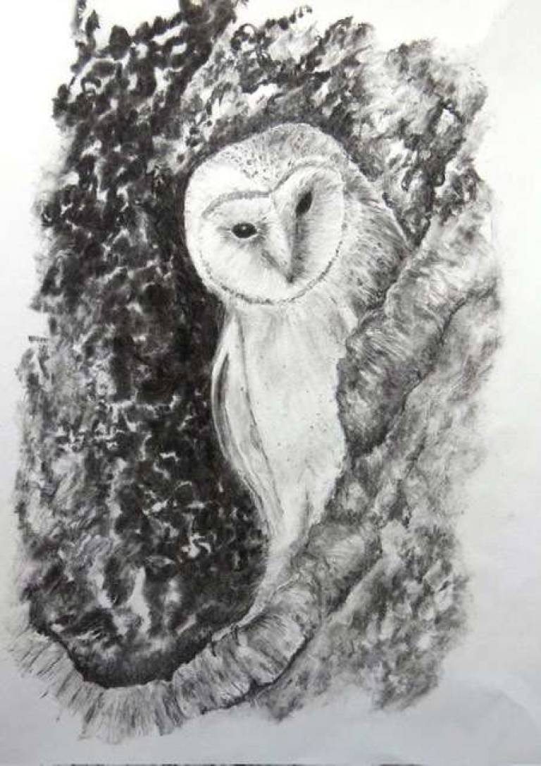 Barn Owl - Totnes Art Society
