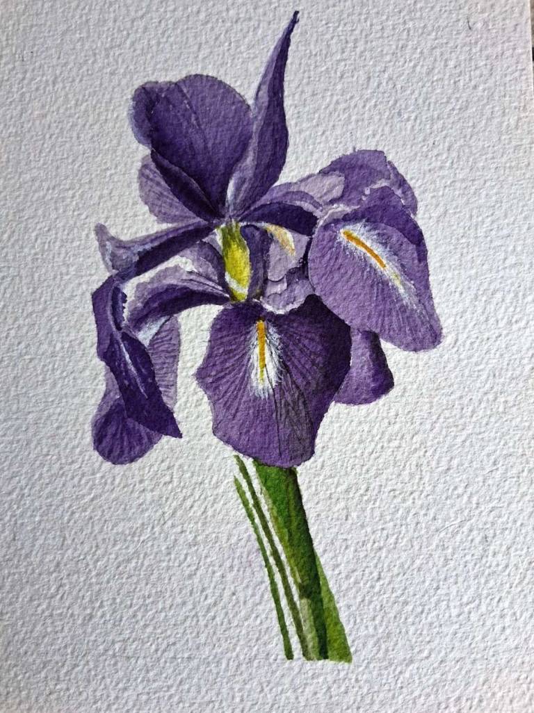 Iris - Totnes Art Society