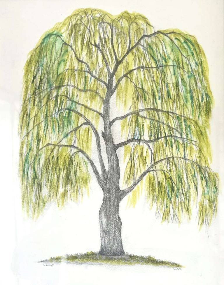 Willow Tree - Totnes Art Society