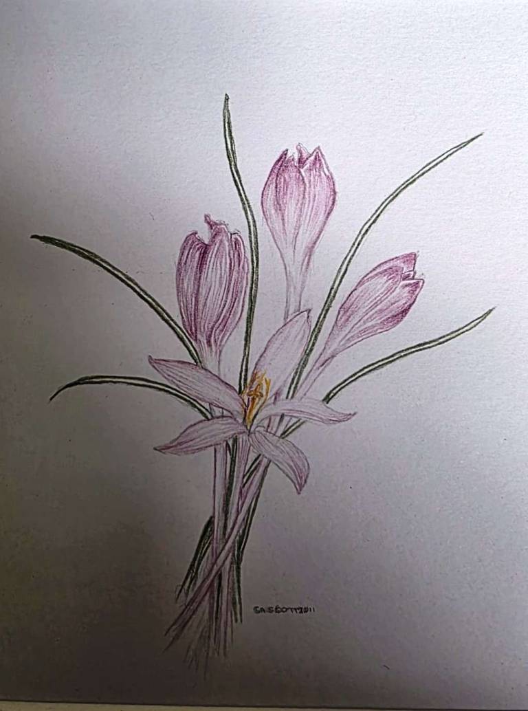 Crocus - Totnes Art Society