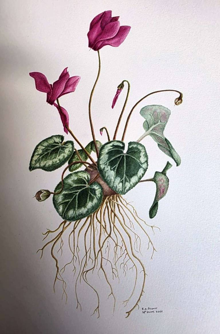 Cyclamen - Totnes Art Society