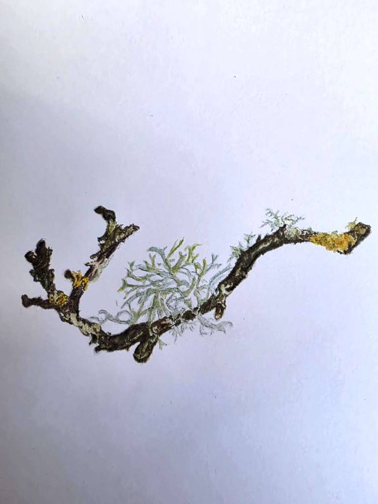 Lichen - Totnes Art Society