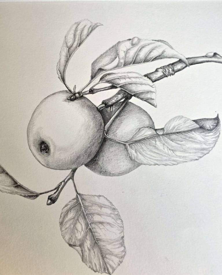 Orchard Apples - Totnes Art Society