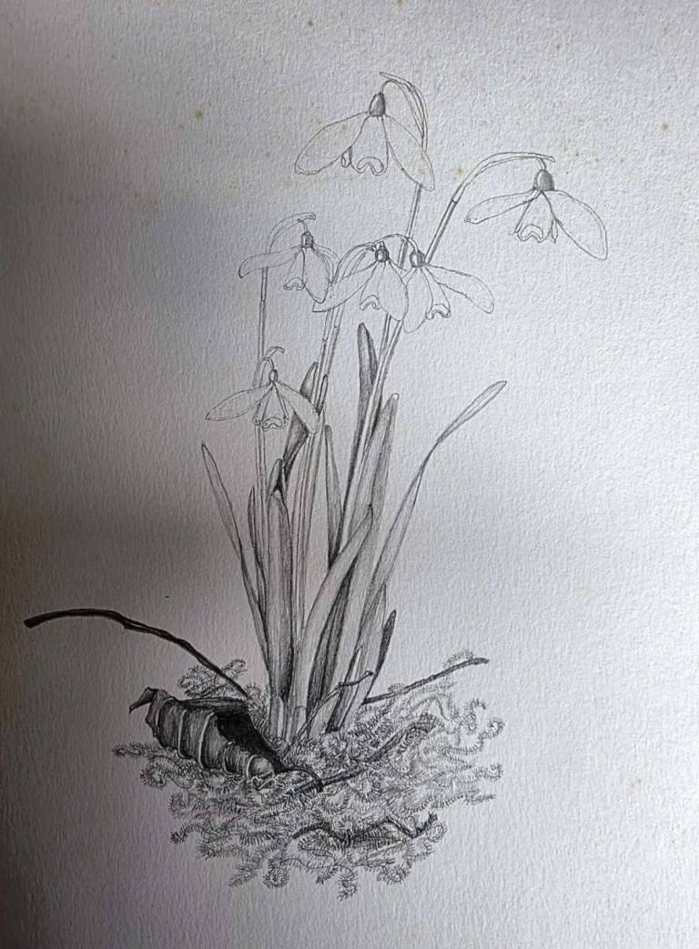 Snowdrops - Totnes Art Society